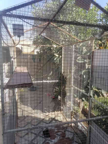 سلام عليكم متاح قفص كوكتيل وغنادير شغل درجه اولى بي شويه ترتيب تبديل لوح الأرضيه مثل ماموضح بالصوره والباب فقط المشبك يحتاج لحيم المساحه واجهه مترين داخل مترونص ارتفاع اكثر من مترين السعر ٧٥ ألف وبي مجال بسيط العنوان حي الوحده خلف جامع الوحده مباشرة *********** اتصل وتدلل بالسعر
