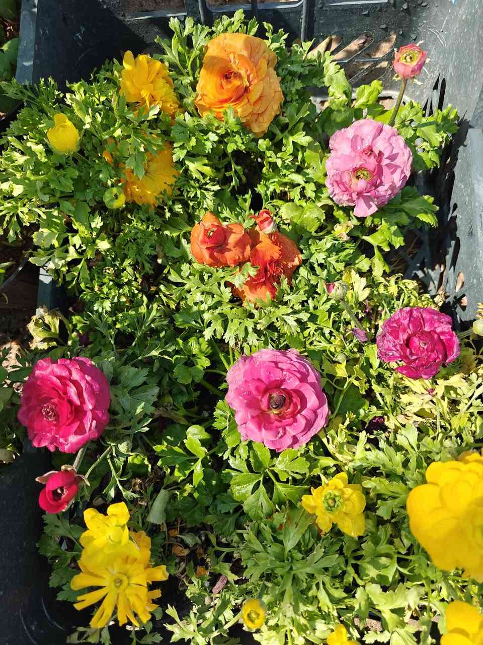 مجموعة من الزهور المميزة في مشتلنا🌸 

زورونا في فروعنا 
📍الفلوجة - شارع 40 - مقابل سنتر ملامح
  الفلوجة - السوق العصري 
✔️ خدمة توصيل إلى كافة المحافظات 🚚
***********

#نباتات #نباتات_منزلية #نباتات_طبيعيه #نباتات_ظل⁩
