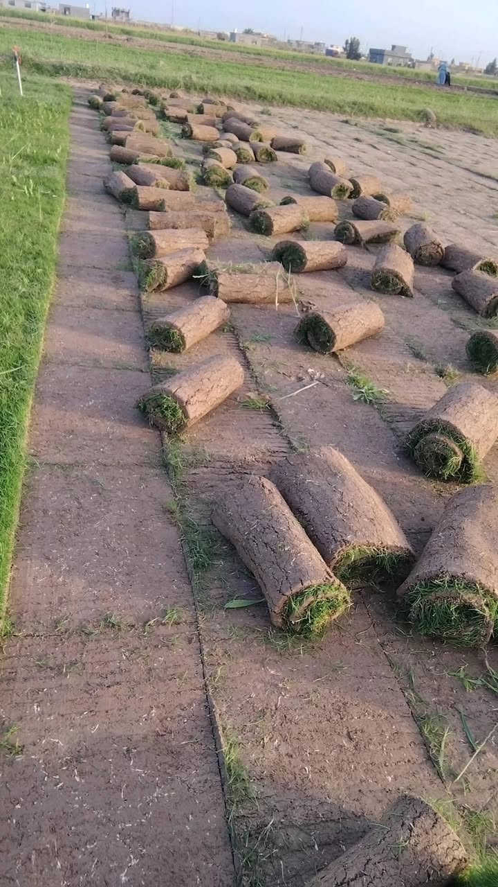 ثيل طبيعي ثيل ادياله سعر المتر الفين دينار لطلب اتصل عله ***********
