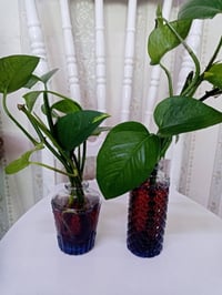 زرع طبيعي • مائي قارورة • كبير