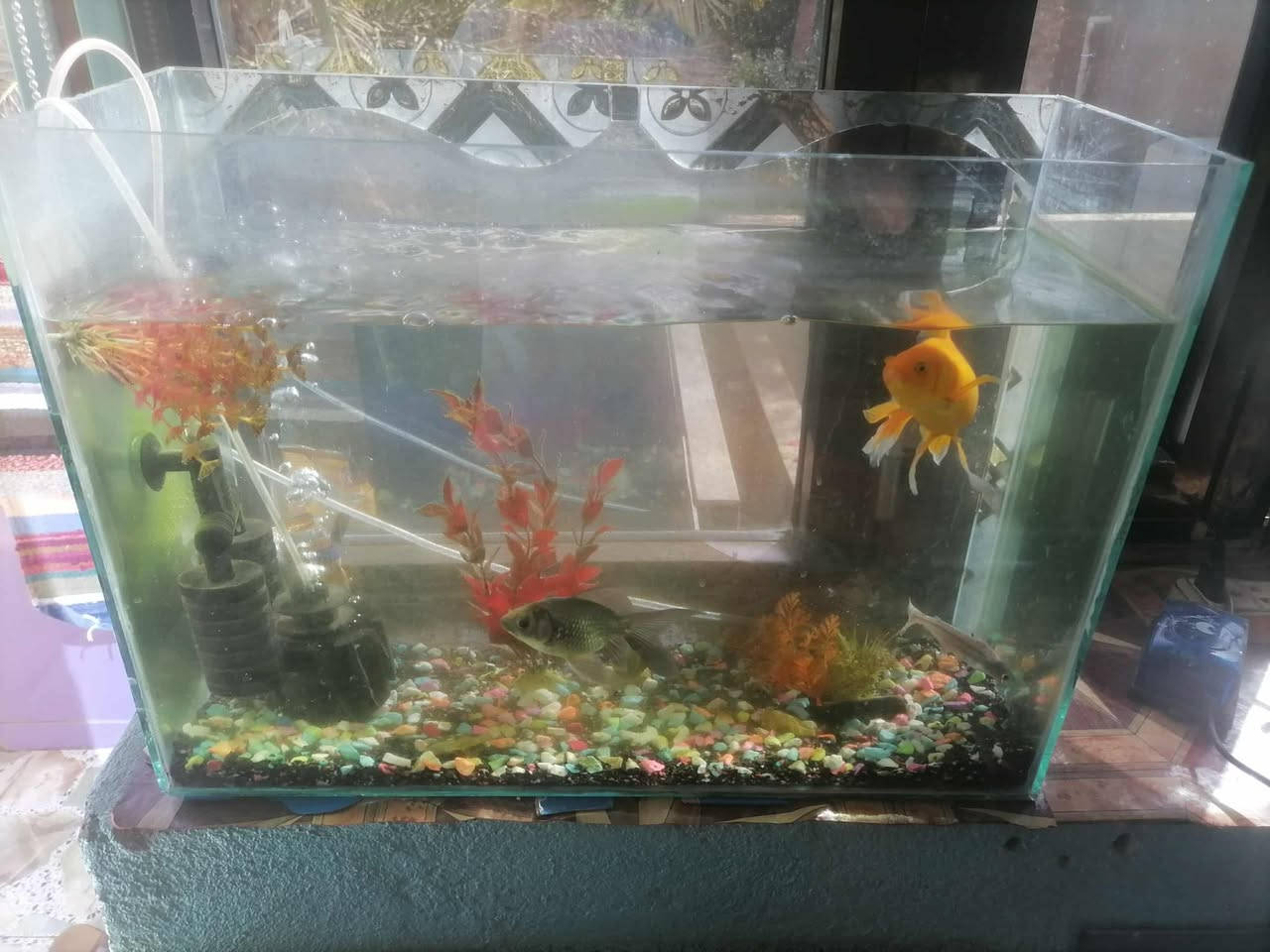 حوض سمك كامل هو وغراضه وسمك بي 3 للبيع


**إذا كنت صاحب هذا الإعلان وتريد حذفه لأي سبب، رجاءا أرسل رسالة إلى الدعم الفني**