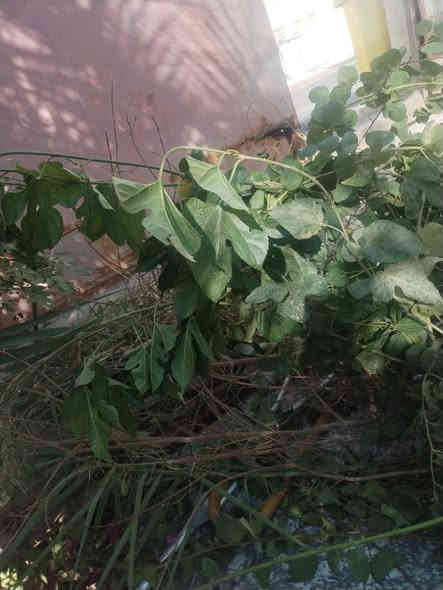 بسم الله الرحمن الرحيم 
حمله ميسان الخير 
يسر مشتل الزهراء في ميسان ان يعلن لكم توفر اقلام مجاني بثواب امواتي 
اقلام تكي كندي 
اقلام تكي عراقي 
اقلام جهنمي 
اقلام دفله 
اقلام رمان حلبجه
اقلام كف مريم 
اقلام زيتون اقلام رمان واندفل الامريكي 
حمله ميسان الخير ومن اجل ميسان خضرار 
مجاني بثواب امواتي 
مشتل الزهراء في ميسان العماره بستان دور النفط شارع مقبره الصابئه قرب جملونات بيت العنتاكي للدواشك والحصران داخل الفرع 
***********
***********
