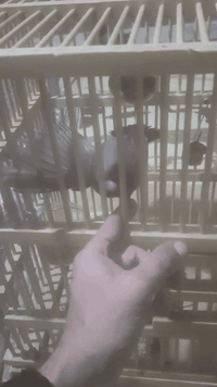 سلام عليكم اليف قفص تقيبن عمره 3 او كثر  بدون قفص 60قفل طير يسوه اكثر ***********
