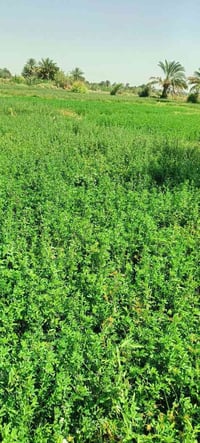 بعفك • بيت ودونمين • ماء كهرباء مولدة