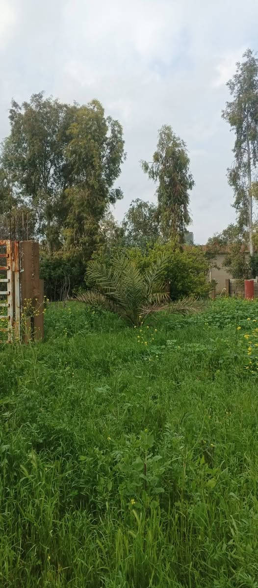 سلام عليكم عندي مزرعه للبيع عنوان كركوك ليلان طابو مساحه دونمين ونوص بير كهرباء بيه هيكل  بيه مزبح أشجار الفاكهة  زيتون مشمش حمضيات تين استفسار اكثر ***********بيع مستعجل سعر مناسب

