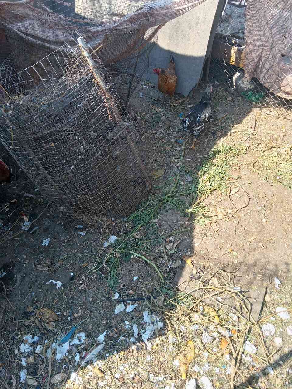 مكلفه بنشر 
دجاج عرب للبيع  نص بياض ونص كرك


**إذا كنت صاحب هذا الإعلان وتريد حذفه لأي سبب، رجاءا أرسل رسالة إلى الدعم الفني**