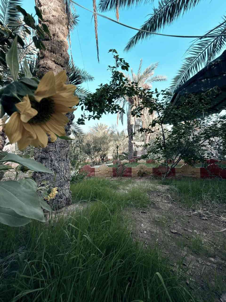 أسعد الله أوقاتكم بكل خير أحبتي 🌸

📢 إعلان بيع شاليه

يعلن مكتب كيان للعقارات عن عرض مميز:

📍 الموقع: البصرة - قضاء أبي الخصيب - منطقة حمدان (قرب محطة الغاز).
📏 المساحة: 800 متر مربع.

📑 سند الملكية: طابو (أسهم).

مواصفات العقار:

• الموقع الجغرافي: يبعد عن الشارع العام مسافة 200 متر فقط.

• الإطلالة: يقع مباشرة على النهر.
• المحتويات: يحتوي على دار سكن، ونخيل، وأشجار متنوعة.
• الحالة: مكان مرتب جداً، هادئ ومميز للسكن أو الاستجمام.

💰 السعر المطلوب: 500 مليون (قابل للتفاوض).

📞 للاستفسار ومزيد من المعلومات، يرجى الاتصال بنا:
***********
