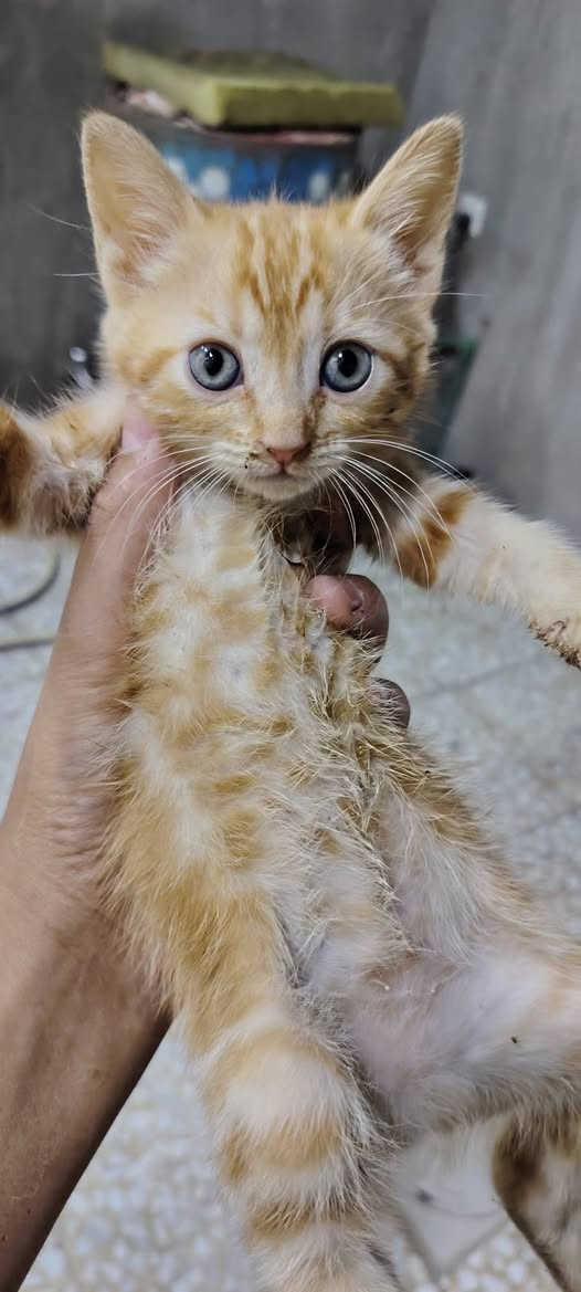 سلام عليكم عندي هذني للتبني منو يريد خل يراسلني وتدللون


**إذا كنت صاحب هذا الإعلان وتريد حذفه لأي سبب، رجاءا أرسل رسالة إلى الدعم الفني**