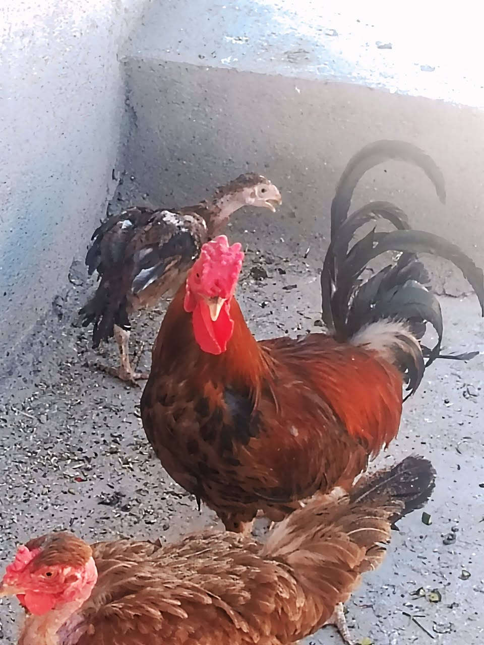 متاح ديج عرب للبيع


**إذا كنت صاحب هذا الإعلان وتريد حذفه لأي سبب، رجاءا أرسل رسالة إلى الدعم الفني**