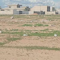 المعسكر • ٥٠٠م • رقم زراعي