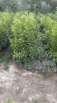 يتوفر نارنج بجيس ابو ٣ الارتفاع من الحزام للصدر للطلب الاتصال على الرق...