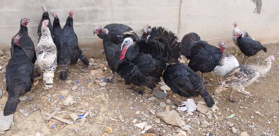 السلام عليكم البيع نتيات عتكي صرفت   بس ديك علو مول للبيع بقي لبيع نضيف خشن فول نصحت فرنسيات   عنون موصل جانب ايمن قرب سوق المعاش العبور ***********
***********
