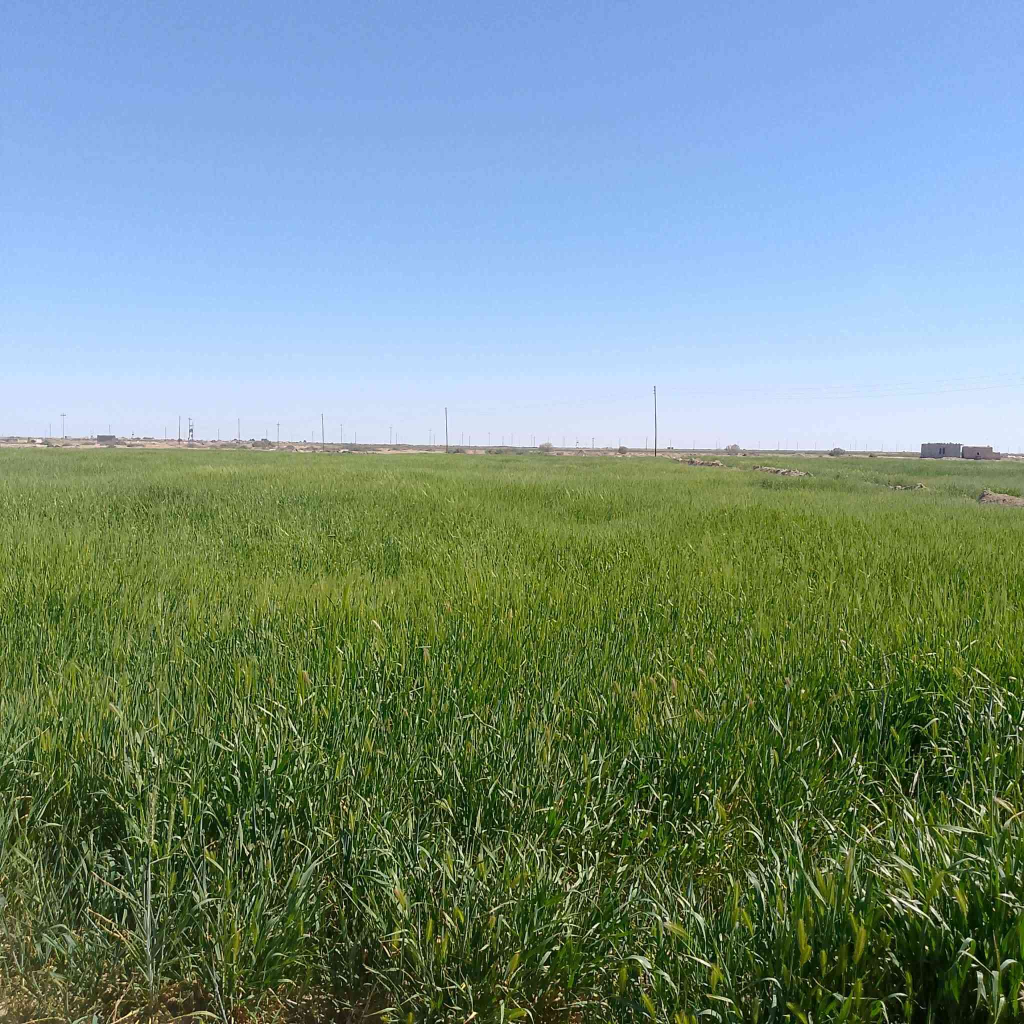 مكلف بل نشر شروه 120 دونم البيع المكان السماوه الرحاب  رقم صاحب الشروه‭ ‭
*********** للتواصل واتساب
