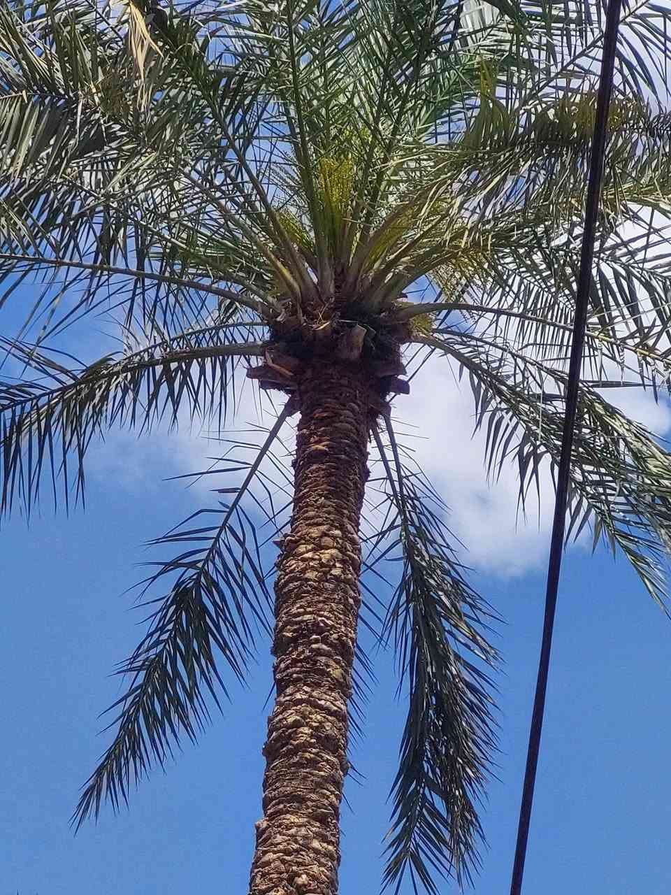 الي يريد لقاح  ولي محتاج صاعود تلقيح تكريب تنضيف مكاني بغداد ***********
