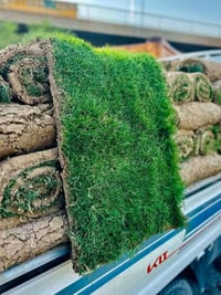 الثيل الهندي • شتلات • مكينة قص