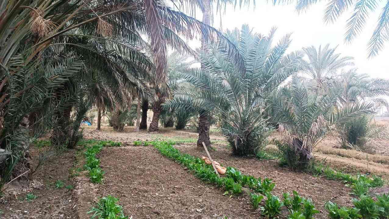 السلام عليكم
أرض زراعية للبيع تبعد عن جسر أبو حديبة تقريبا ٥٠٠م في سوق الشيوخ
مساحتها ١٣٩٠ م الواجهة على شارع تبليط  ونهايتها على شارع فرعي وكذلك معها مساحة تطل على نهر الفرات من يرغب بالشراء الأتصال على الرقم ***********
وكذلك توجد قطعة زراعية خلفها مساحتها ١٦١م
للبيع أيضا.
