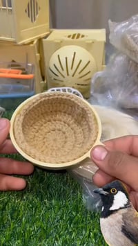 بلابل • تربية وتغذية • النجف الكوفه