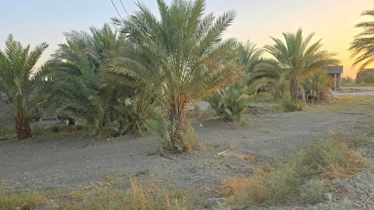 بستان للبيع ركن على شارعين وبي بيت واحد دونم 
مساحته 120 متر السعر 100وبي مجال 
جنس الارض طابو سند 25 فتح بيان بأسم المشتري
على التبليط مباشر العنوان تاجي ذراع دجلة بمنطقة الشيخ عامر بداية المنطقة
كامل ماء اساله وسقي وكهرباء 
للاستفسار واتساب ***********
