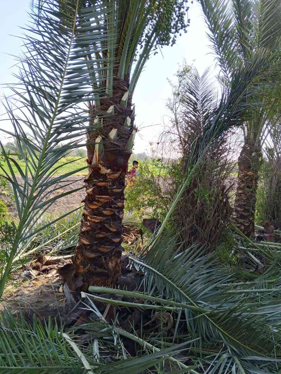 سلام عليكم منو عنده بستان  يريد يشلع نخل تعبان بيه  اشتري نخله على15  شرط من مترين ونص  وفوك   الي عنده يخابرني
‏‪***********‬‏ مثلي الي بصوره
