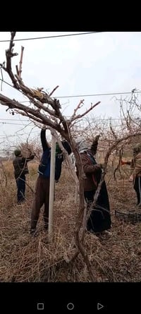 كادر كصاص • الدجيل