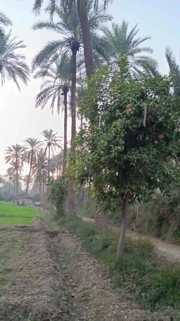 دونم ونص مداور أسهم منطقة السياحي (الدعوم) قرب مرقد ابو هاشم .. الأرض حصة من بستان يقع بين الجدول والهندية (الفرات) لها طريقين من الجدول ومن الهندية ..
دونم ونص مداور أسهم منطقة السياحي (الدعوم) قرب مرقد ابو هاشم .. الأرض حصة من بستان يقع بين الجدول والهندية (الفرات) لها طريقين من الجدول ومن الهندية .. 
للاستفسار ***********
