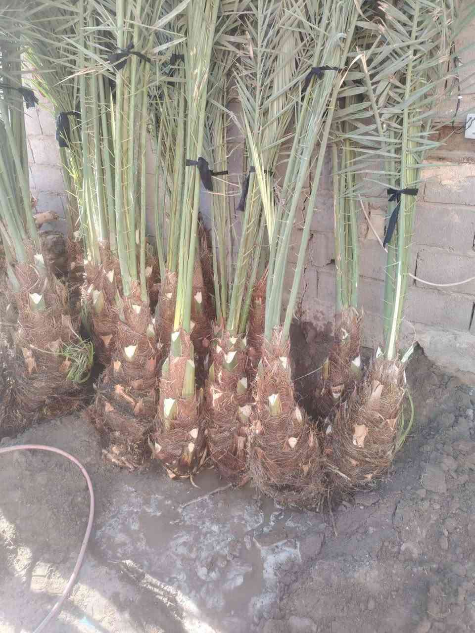 سلام عليكم يوجد فسال برحي مكتومي جبجاب بريم بلكه قرفلي عجوت المدينه عنوان بابل قرب سيطره لآثار ***********
