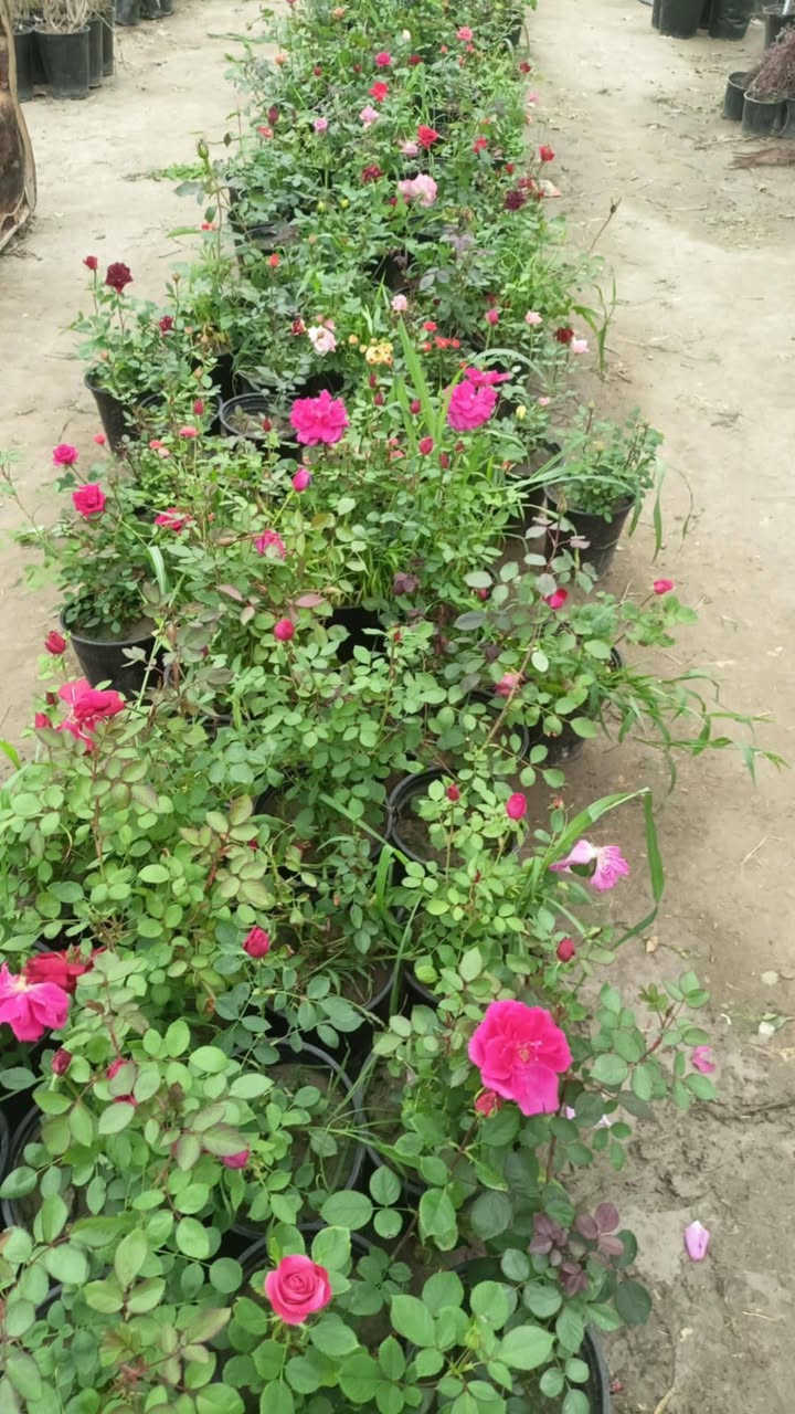 مشتل رسول الزراعي الإنتاج كافة انواع الاشجار الزينه والمثمره كلشي متوفر 
العنوان بابل لمسيب شارع ابو لجاسم نهايته قرب التفصيخ للسيارات القديمه مشتل رسول الزراعي 
***********
