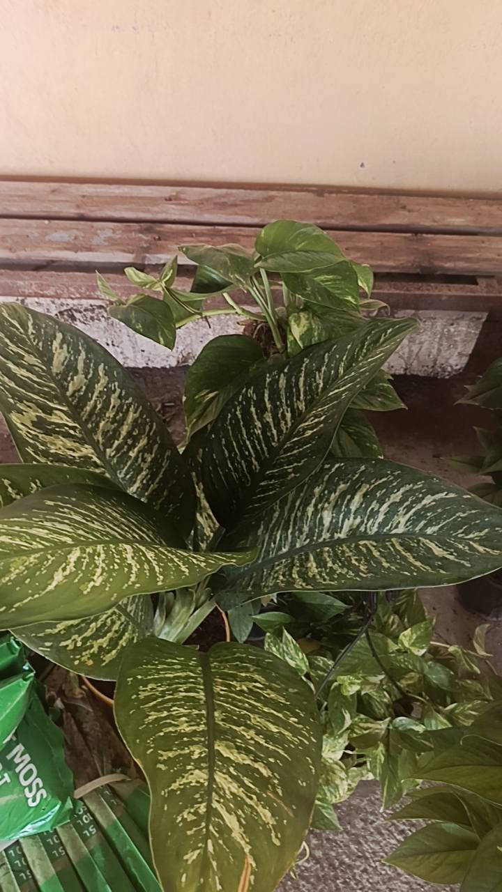 السلام عليكم
مشتل سيد حسين قرب جسر الصويره 
لكافت أنواع الأشجار الحمضيات والضليات والزينه 
كله جوه السوك عروض نار🔥


**إذا كنت صاحب هذا الإعلان وتريد حذفه لأي سبب، رجاءا أرسل رسالة إلى الدعم الفني**