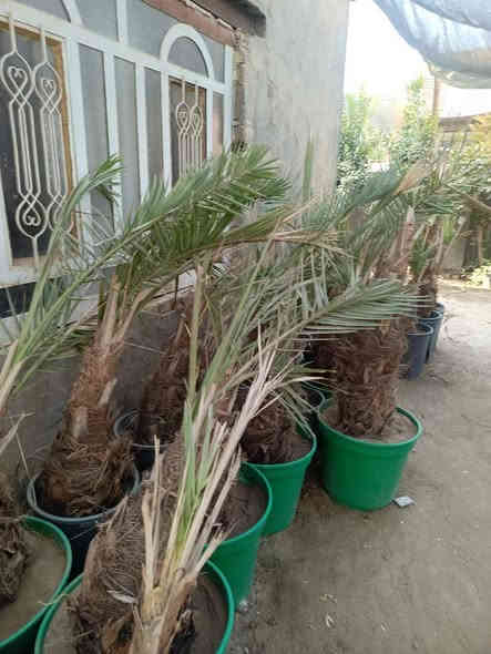 السلام عليكم يوجد الدينا برحي ومجهول وكرنفلي وكافة انواع النخيل لاتصال ع الرقم ***********
