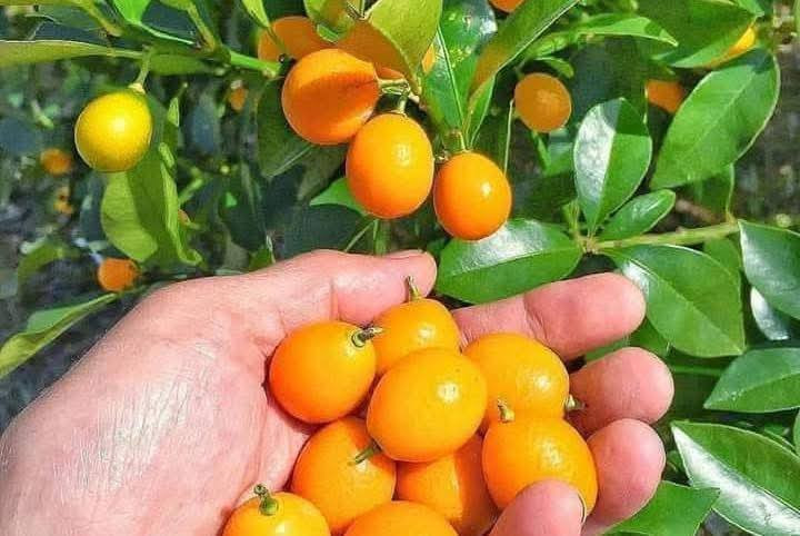 #عرض_خاص 

من #مشتل_ابوبكر عنواننا التميز والابداع 😍😍

متوفر الحمضيات القزمي الصيني والياباني كلها مثمرة 

ليمون 
لالنكي
برتقال 

جاي تنباع ب 15 الف 

#حاليا_سعرها 10 الاف فقط 😍😍

#العنوان_القائم_حصيبة 
شارع ابو رندة القديم شارع صيدلية النبع مقابل قرطاسية ديار الأمل 

الإتصال *********** مشتل ابوبكر
