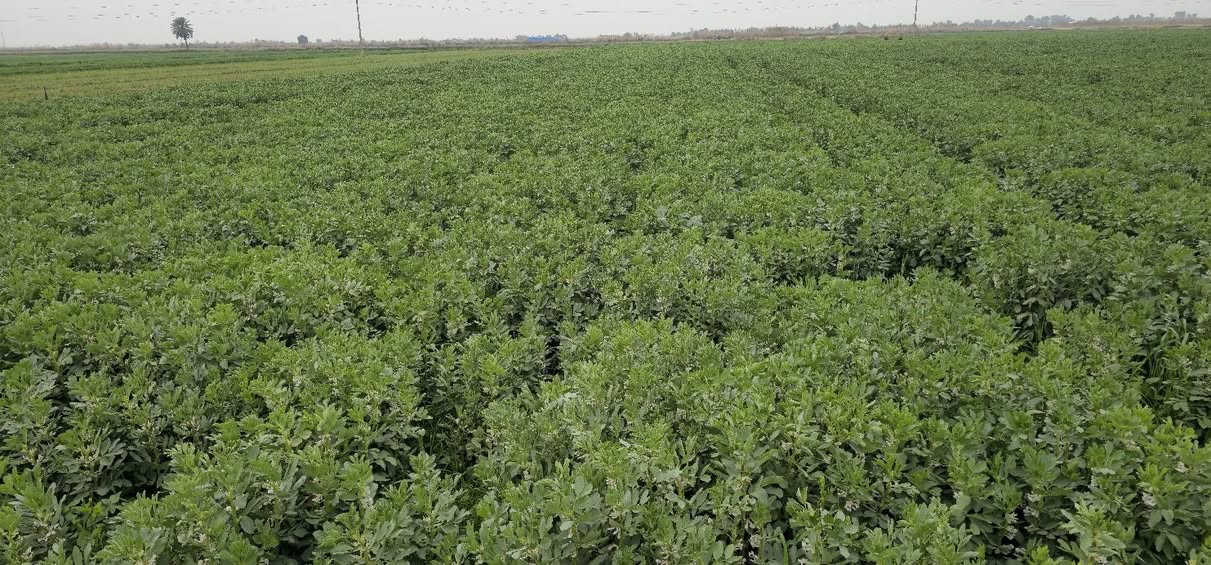 جانب من متابعة مزارع الباقلاء في الشحيمية 
مكتب الزيتون الزراعي 
بإدارة المهندس جمال السامرائي 
0782-777-7624 
0771-443-8480


**إذا كنت صاحب هذا الإعلان وتريد حذفه لأي سبب، رجاءا أرسل رسالة إلى الدعم الفني**