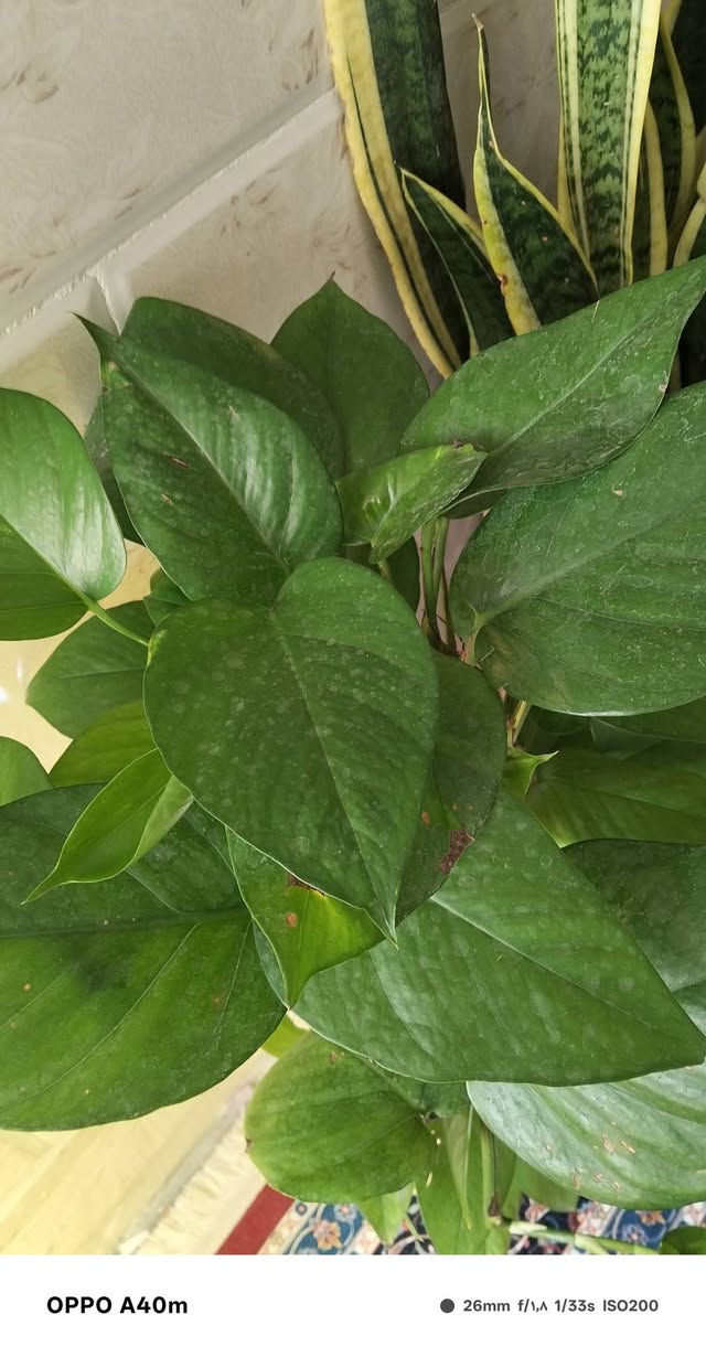 هه ڵە بجە یشە هیدگە یاندن هه یە


**إذا كنت صاحب هذا الإعلان وتريد حذفه لأي سبب، رجاءا أرسل رسالة إلى الدعم الفني**