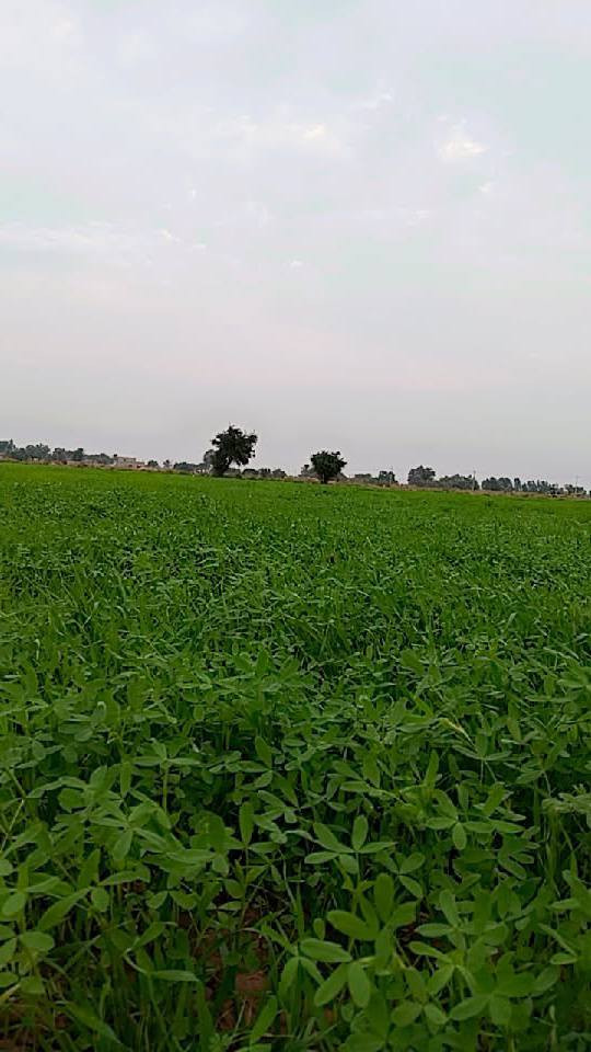 سلام ۈعـليكم
خمس دوانم برسيم لبيع مكان الدجيلي كيلو 36🏞

سعر الدونم 550 وبيه مجال

الشراي يتصل ‏‪***********‬‏🤳
