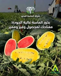 بذور الماسة • عالية الجودة • عوائد ممتازة