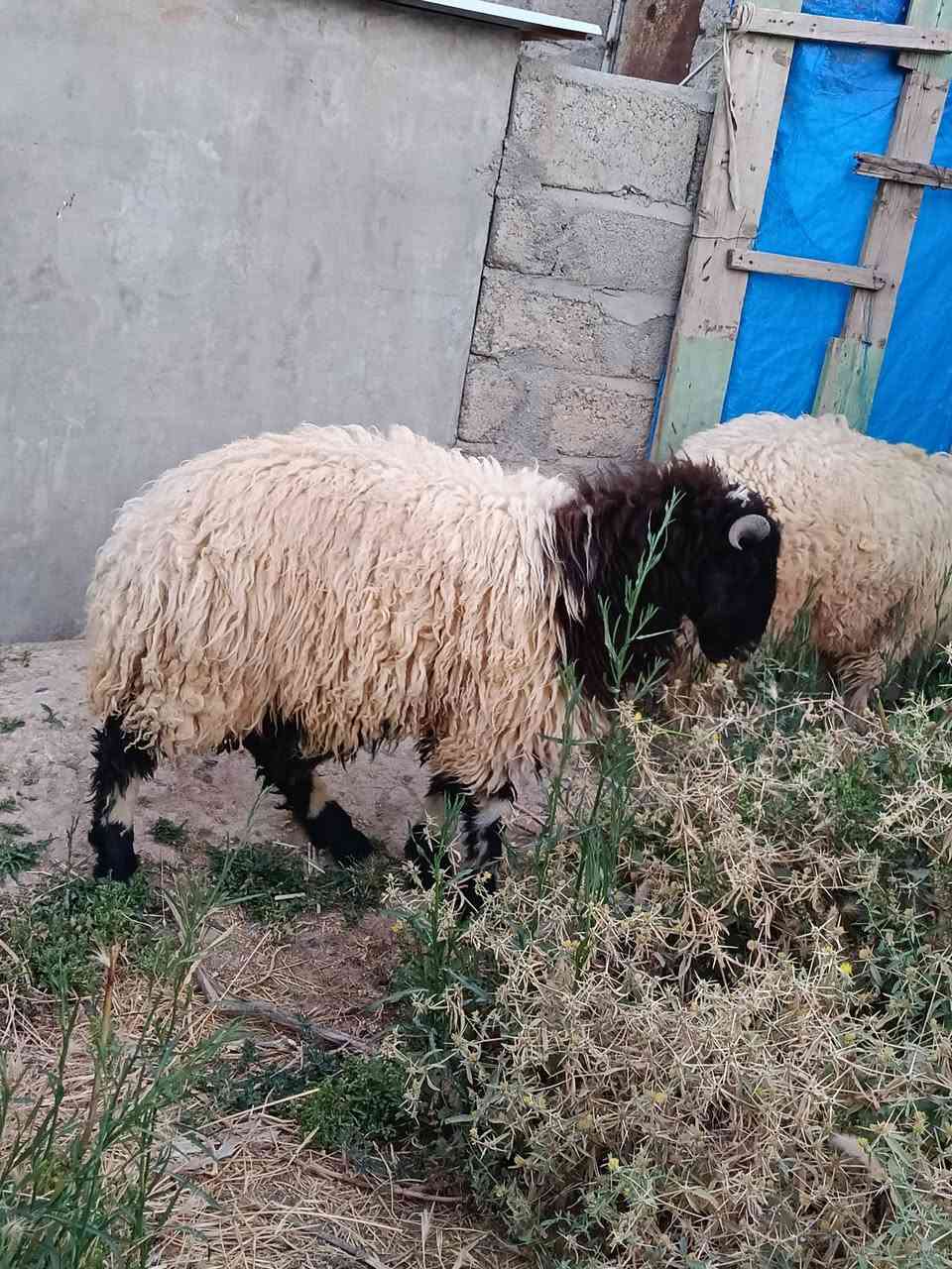 جوز طليان للبيع شرط لحم فول اتصل وتدلل ***********
