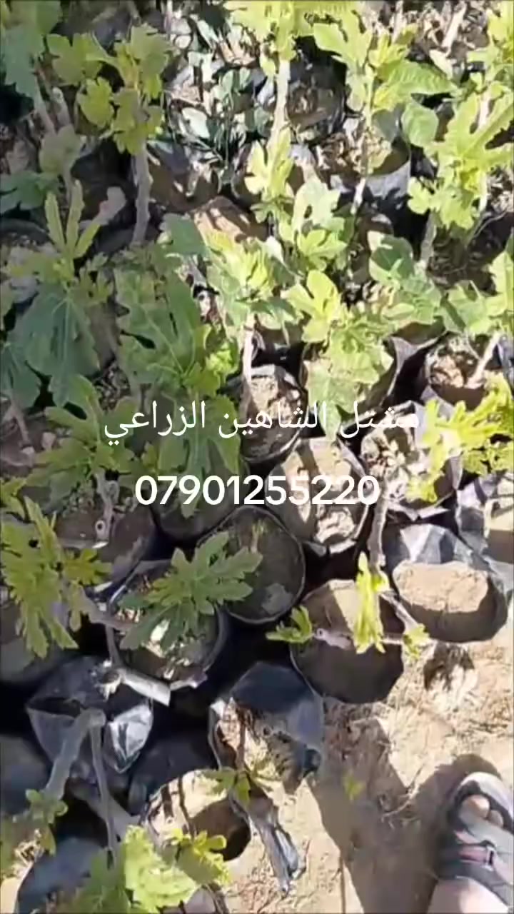 🌿🍈 تين براون التركي – إنتاج وفير وطعم لا يُقاوَم 🍈🌿

إذا كنت تبحث عن صنف تين قوي، ثابت الإنتاج، ومجرب في أجواء بغداد 🌞
نقدم لكم 🌳 تين براون التركي

🔸 ثمار متوسطة إلى كبيرة الحجم
🔸 لون بني نحاسي جذاب
🔸 لب أحمر عسلي بطعم سكري مميز
🔸 يتحمل حرارة الصيف
🔸 إنتاج غزير ومبكر
🔸 مناسب للزراعة المنزلية والبساتين التجارية

هذا الصنف معروف بنجاحه في مناطق الوسط، ويعطي حمل ممتاز مع العناية والتسميد المنتظم 🌱

✂️ تقليم شتوي خفيف = زيادة بالإثمار
💧 ري منتظم بدون إغراق
🌿 دعم بسماد عضوي أو مركب متوازن لنتائج أفضل

━━━━━━━━━━━━━━━

📍 متوفر الآن في مشتل الشاهين الزراعي – فرعين لخدمتكم:

🔹 الفرع الأول:
بغداد – الدورة
الشارع المقابل لعلوة الرشيد
قرب شركة دجلة للمشروبات الغازية
خلف منطقة أبو دشير
📞 ***********

🔹 الفرع الثاني:
بغداد – أبو غريب
خلف بانزين خانه جوهرة العدنان
📞 ***********

━━━━━━━━━━━━━━━

🚚 يتوفر بيع مفرد وجملة
🎯 خصومات خاصة للكميات وأصحاب المشاتل

🌳 ازرع الآن واستمتع بثمار وفيرة لسنوات طويلة
🌿 تين براون التركي… اختيار ناجح ومضمون بإذن الله

#تين
#تين_براون_التركي
#مشتل_الشاهين_الزراعي
#بغداد
#زراعة
