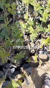 🌿🍈 تين براون التركي – إنتاج وفير وطعم لا يُقاوَم 🍈🌿  إذا كنت تبحث عن ص...