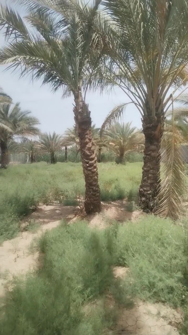 السلام عليكم للبيع دونم ٢٥٠٠متر
عنوانه كربلاء البراهميه قرب قنات كربلاء خدمات متوفره
تفاصيل بل فيديو ***********
