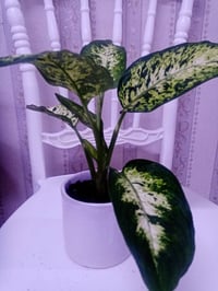 زرع طبيعي • مائي • قاروره