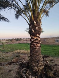 تكريب نخل اسعار مناسب رقم الهاتف 07828807008