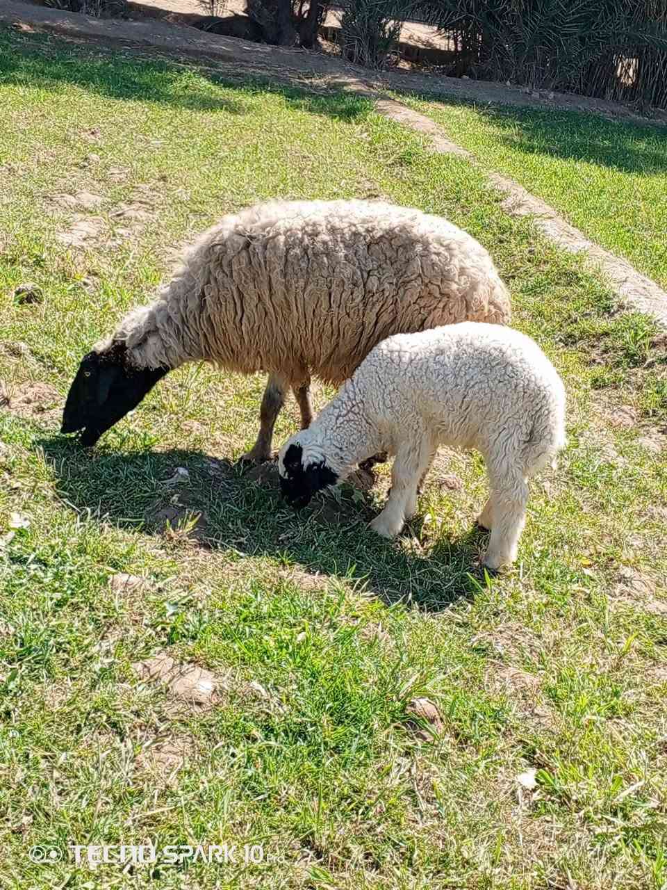 السلام عليكم اخوان متاح نعاج مطافيل وراهن افحله الي يريدهن يعلق او يتصل ***********
