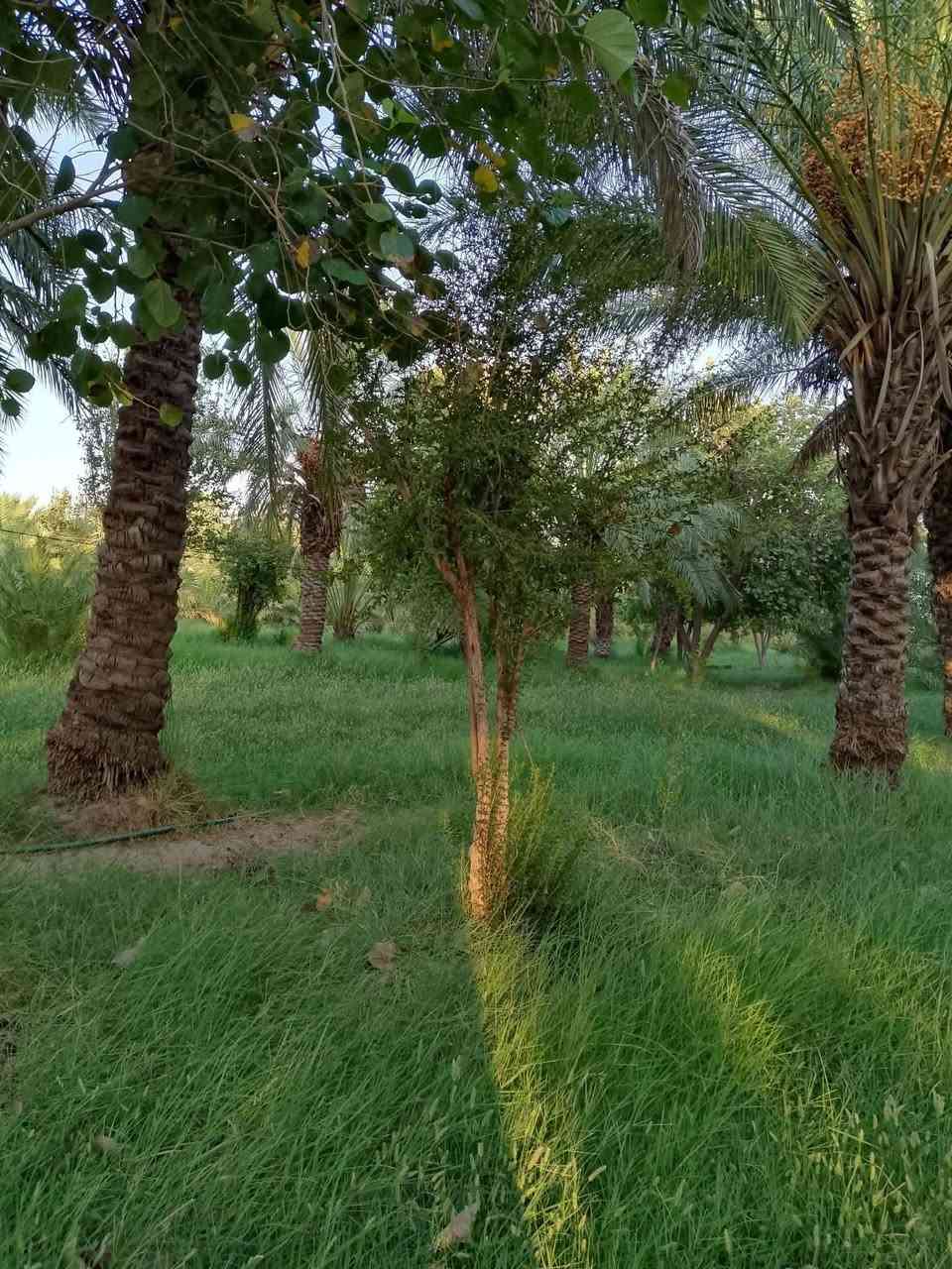سلام عليكم بستان 5 دونم للبيع بقضاء رفاعي قرب ناظم رقم اربعه للاستفسار علخاص او الرقم ***********
