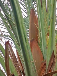 فحل غنامي • قضاء المدينه