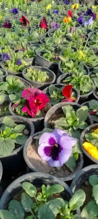 توصيل مجاني • داخل كركوك • عروض توصيل