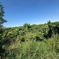 بستان ١ دونم • بين مدخل ٢ و٣ • عنب وعرمط