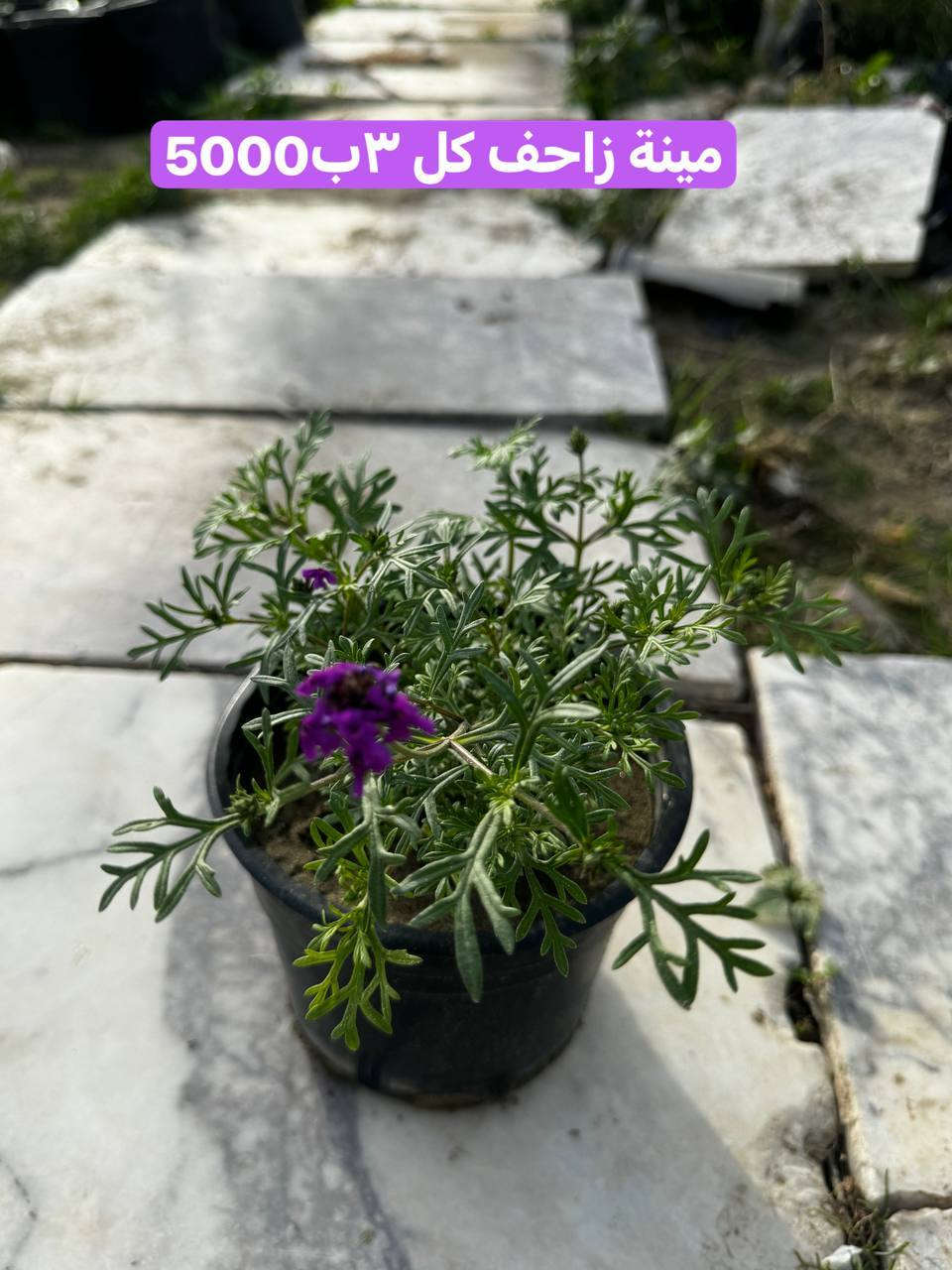 نباتات خارجية

اي حاجة من الطلب ما تعجبكم رجعوها مع المندوب 

التوصيل داخل الحسينية 2000
التوصيل المناطق المجاورة 5000
التوصيل بعض مناطق بغداد7000

توصيل المحافظات فقط مستلزمات زراعية والبذور والبلاستك والجملة 

يتوفر لدينا دفع الكتروني 💳 ماستر كارد رافدين وزين كاش 

✅ عنوان بغداد .الحسينية .نهاية شارع السكلات🫣

🌲زورونا تجدون الافظل

الموقع على الخريطة👇🌐

https://maps.app.goo.gl/3Ekn4CXD6gz8GBEq8

اوقات عمل المشتل   🕖من ساعة 7 صباحاً وحتى الساعة10🕙 مساءً 

🚚يوجد توصيل 

للحجز والاستفسار

***********. 📞لأي استفسار الرجاء مراسلتنا على بريد الصفحة 📩 او الواتساب 📲 أو الإتصال على الرقم

باقي الصور في التلكرام https://t.me/evjifdyiojv
