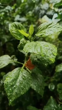 قهوة بالنعناع من رشفة بسعر ٦٥٠٠ دينار فقط  شمنتظر جربها  مراسلتنا على ...