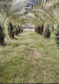 اخوان الي عنده بستان نخل ويحتاج تنظيف او قلع الفسائل اني حاضر للأتصال ...