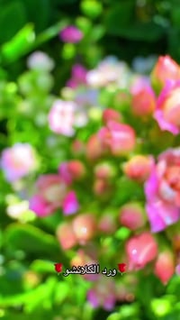 ورد الكلانشو • ألوان متعددة • القرنة نهر الباشا