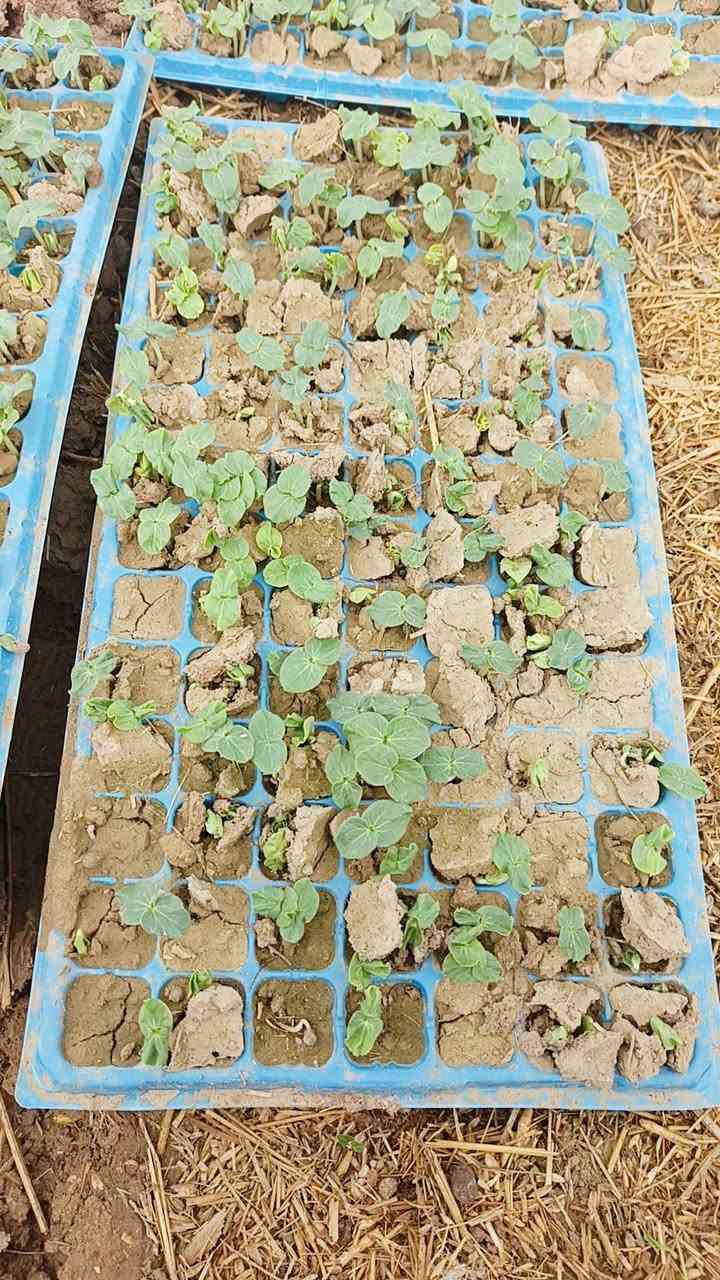 شەتڵی بامێی 12 ئیمام بیبەری تون باینجانی خۆماڵی بەردەستە  گەیاندن بەخۆڕایی  بۆ حیجز کردن   نامە بنێرە لەخزمەت تانین


**إذا كنت صاحب هذا الإعلان وتريد حذفه لأي سبب، رجاءا أرسل رسالة إلى الدعم الفني**